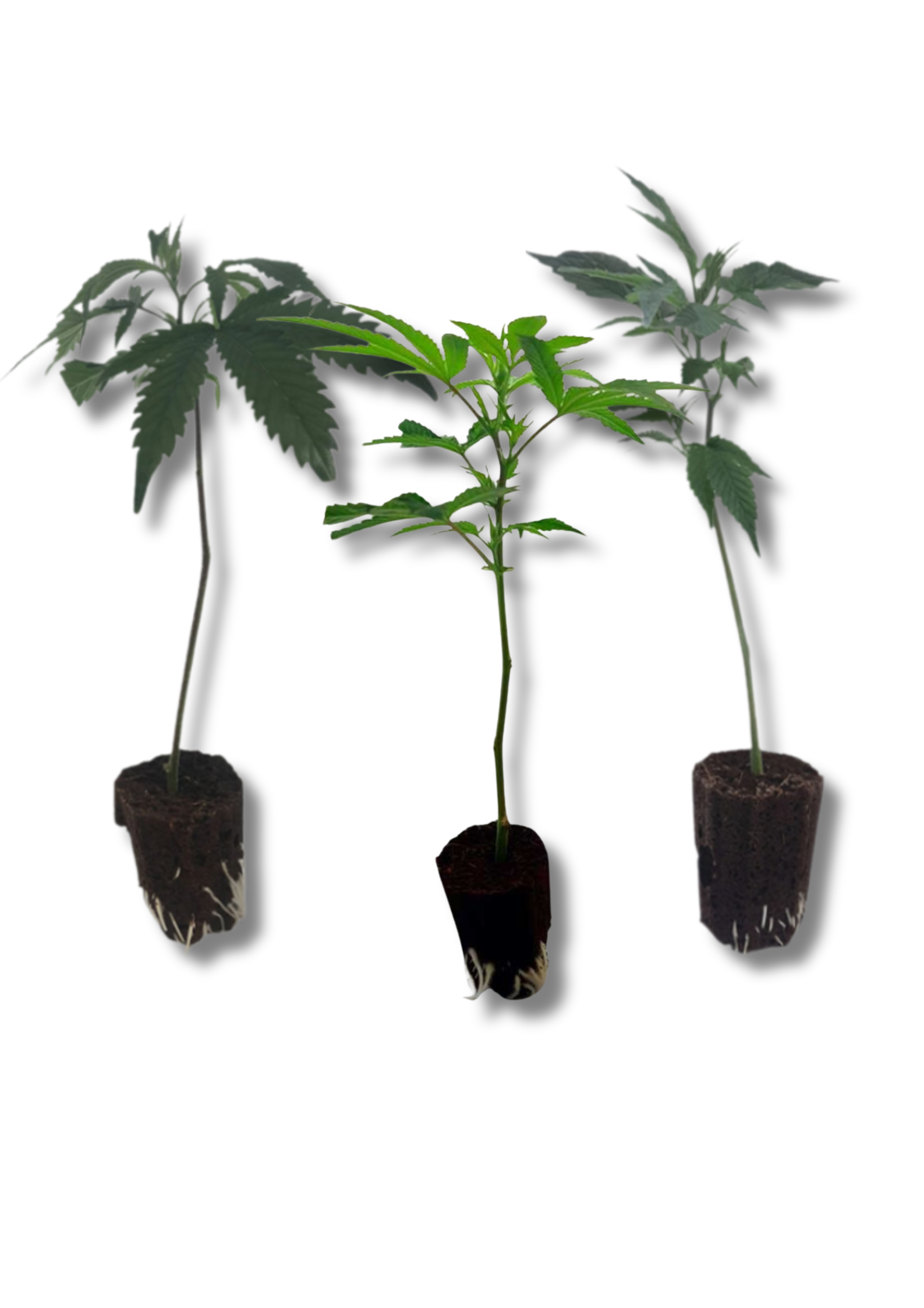 leafconnect-trio