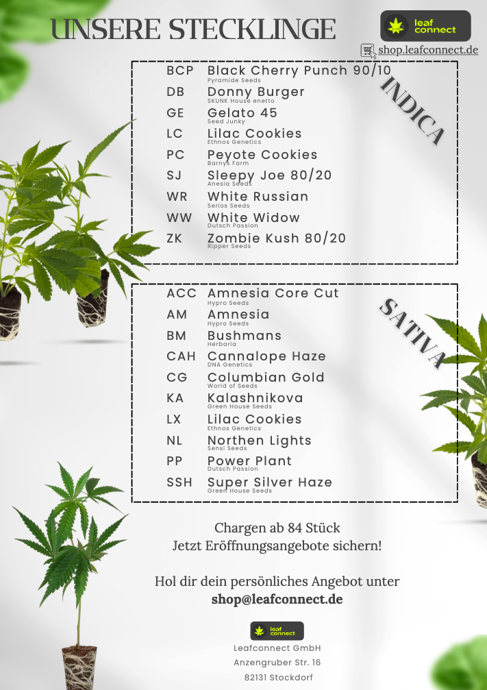 Unsere Stecklinge