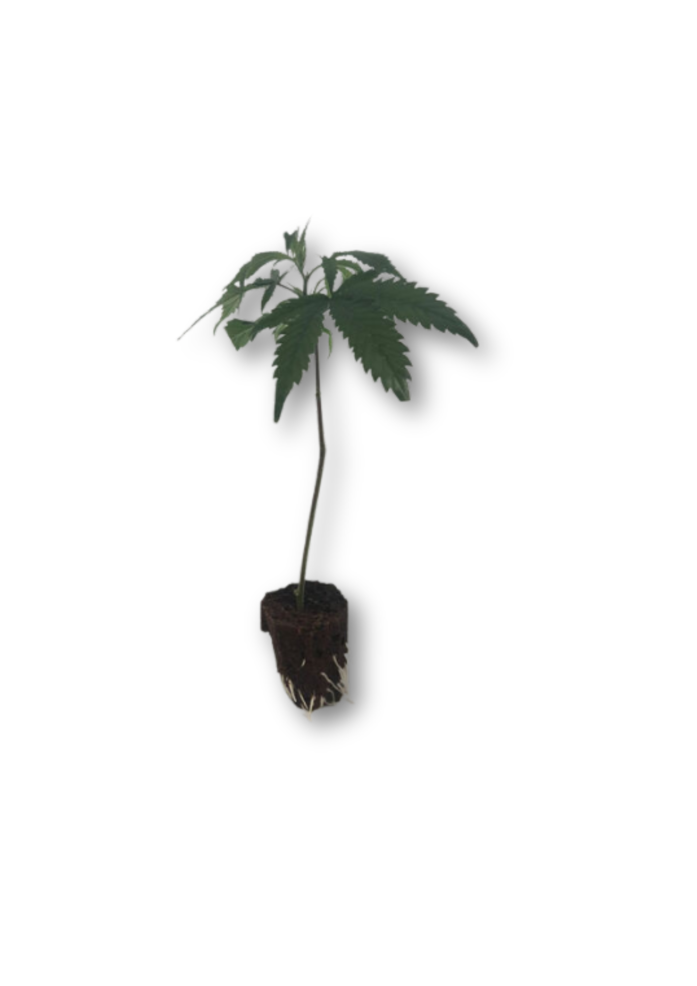 tropical-gelato