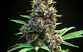 amnesia-5-1762755350