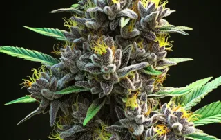 amnesia_bud