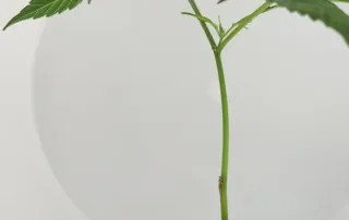 steckling_apple-fritter