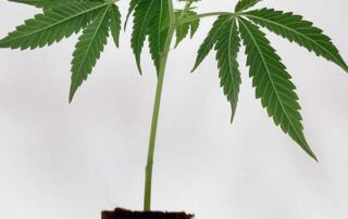 steckling_purple_punch