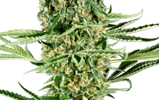 Critical Runtz