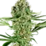 Critical Runtz