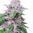Purple Cookie Kush