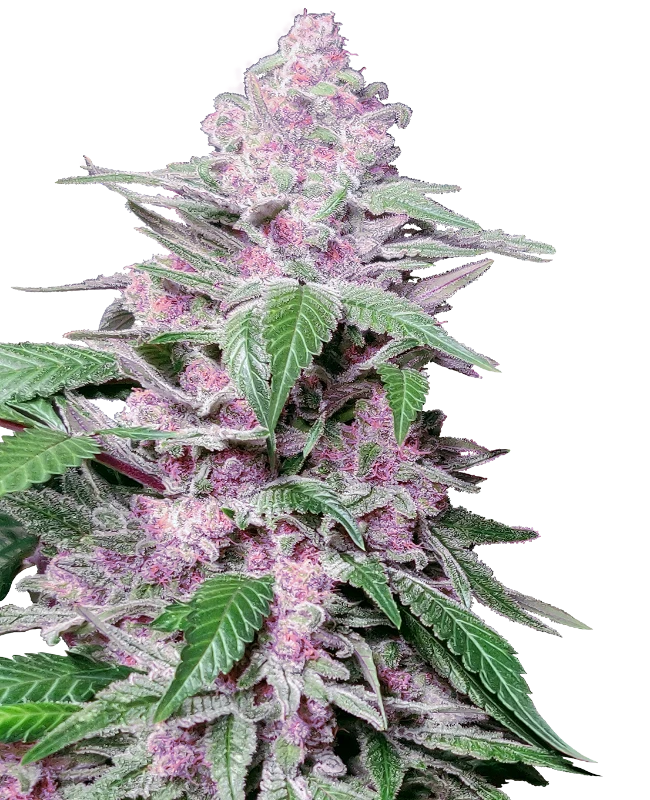 Purple Cookie Kush