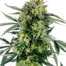 Blueberry Skittlez Auto