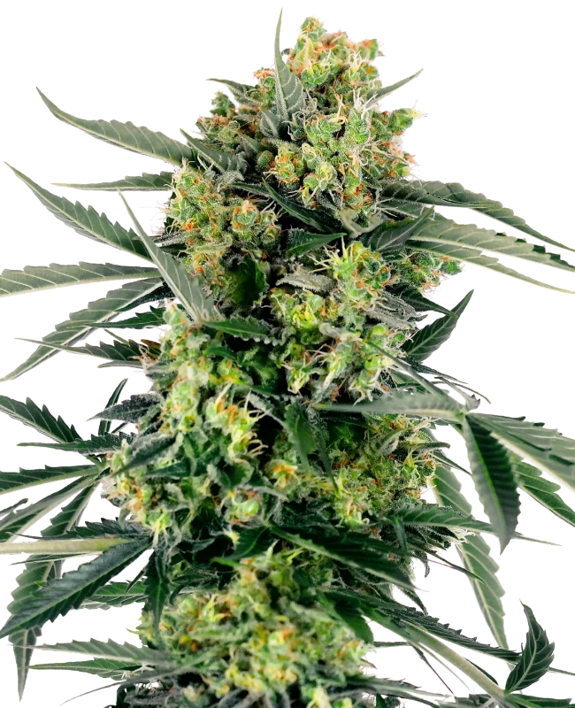 Blueberry Skittlez Auto