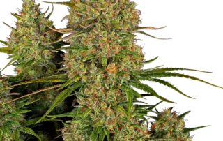 Sticky Orange XXL Auto