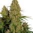 Sticky Orange XXL Auto