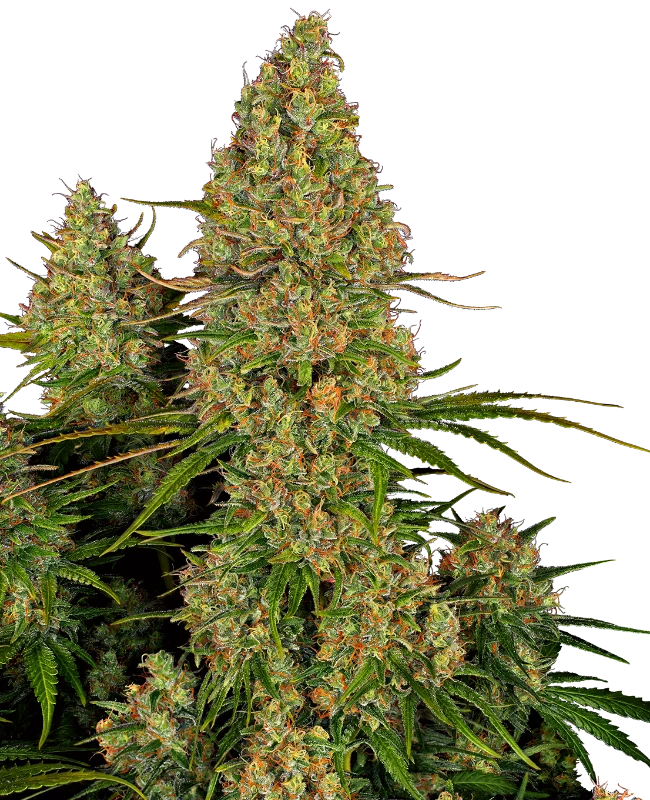 Sticky Orange XXL Auto