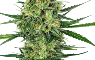 Tangerine Sugar ®