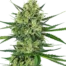 Tangerine Sugar ®