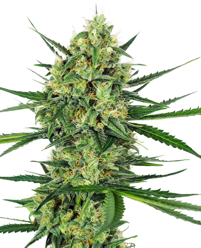 Tangerine Sugar ®