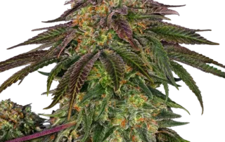 Sweet Cherry Kush®
