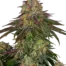 Sweet Cherry Kush®
