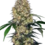 Sensi Amnesia XXL Auto