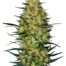 Caramellow Kush Automatic