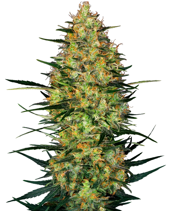 Caramellow Kush Automatic