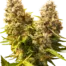 Banana Kush Cake Auto
