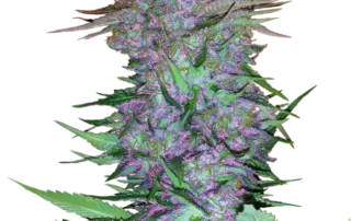 Purple Skunk Auto