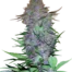 Purple Skunk Auto