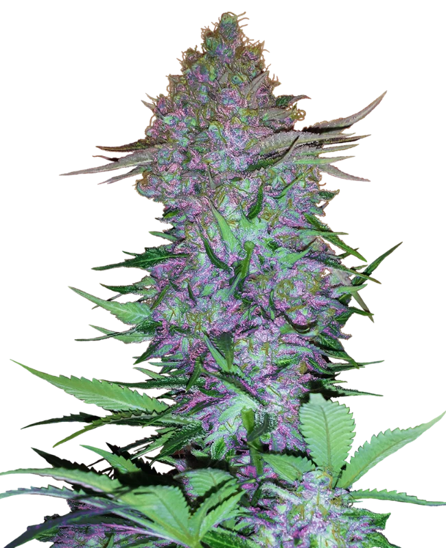 Purple Skunk Auto