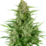 Double Kush Cake Auto