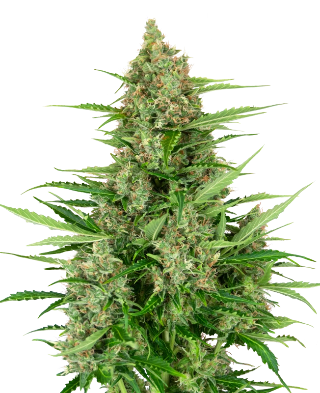 Double Kush Cake Auto