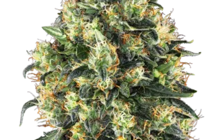 Super Skunk Automatic®