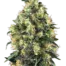 Super Skunk Automatic®