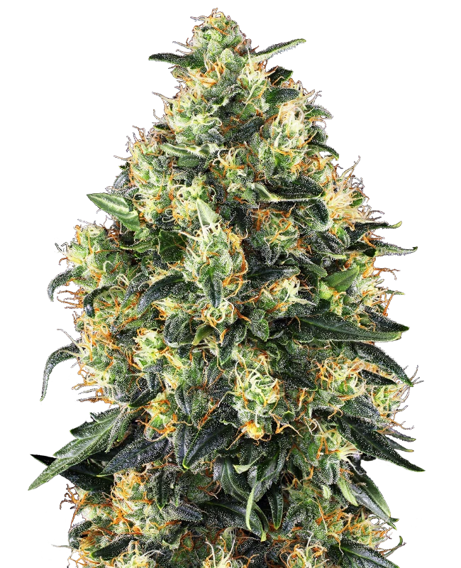 Super Skunk Automatic®
