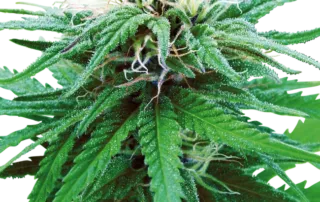 Ruderalis Indica®