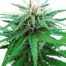 Ruderalis Indica®