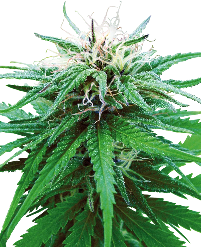 Ruderalis Indica®