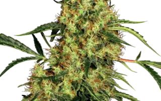 Mexican Sativa®