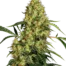Mexican Sativa®