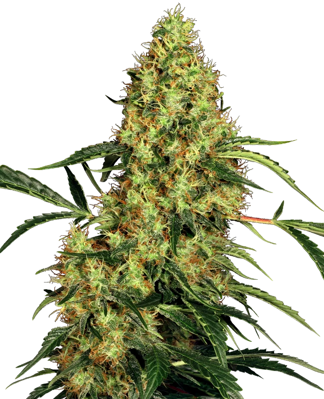 Mexican Sativa®