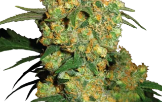Big Bud®