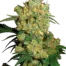 Big Bud®
