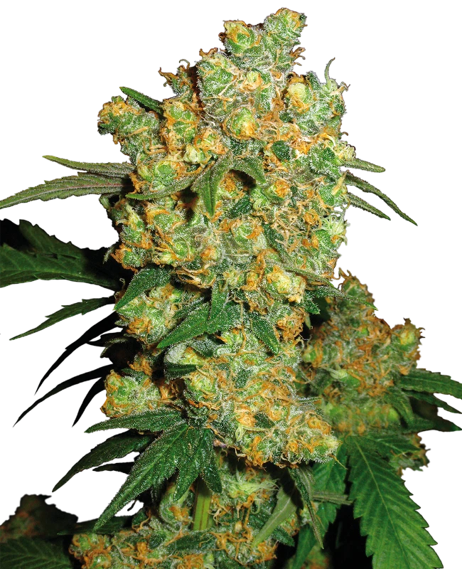 Big Bud®