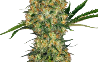 Hindu Kush®