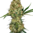 Hindu Kush®