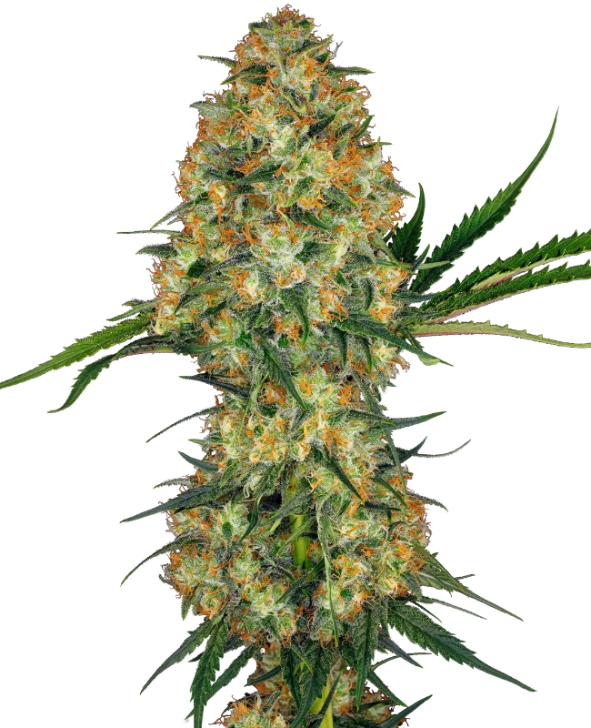 Hindu Kush®