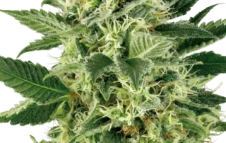 Northern Lights®