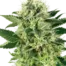 Northern Lights®
