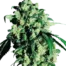 Super Skunk®
