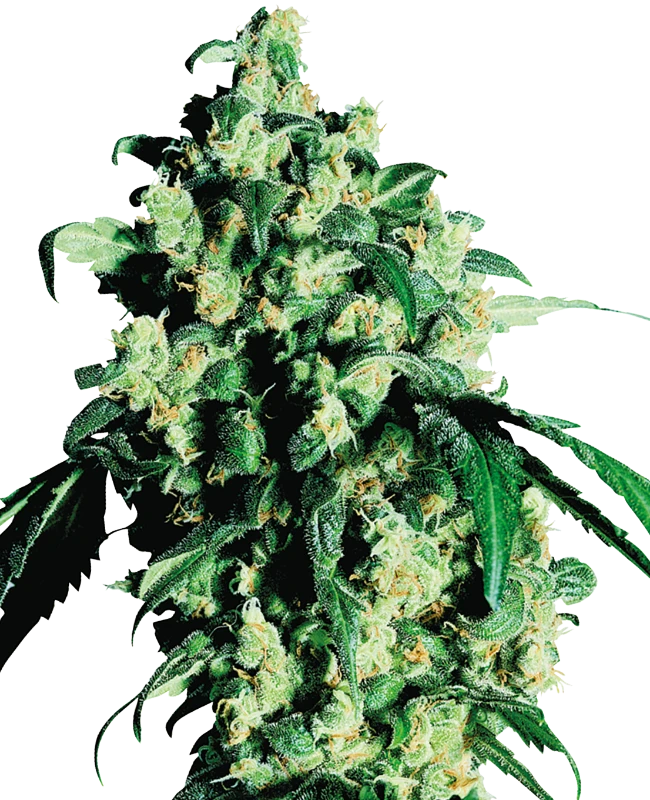 Super Skunk®