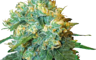 Jack Herer®